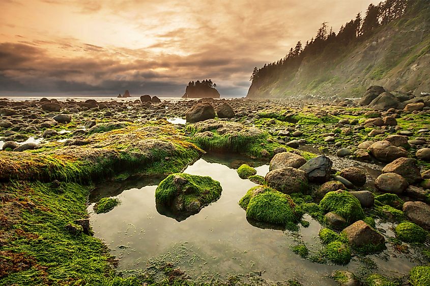 Dense old-growth forest in Olympic National Park, Washington. Credit: Galyna Andrushko/ Shutterstock.com