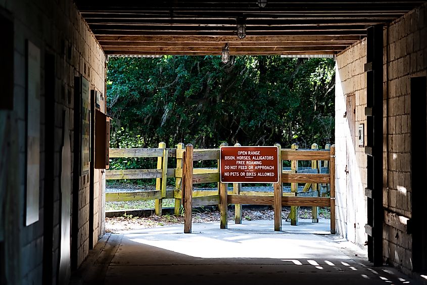 Paynes Prairie Preserve State Park, Florida