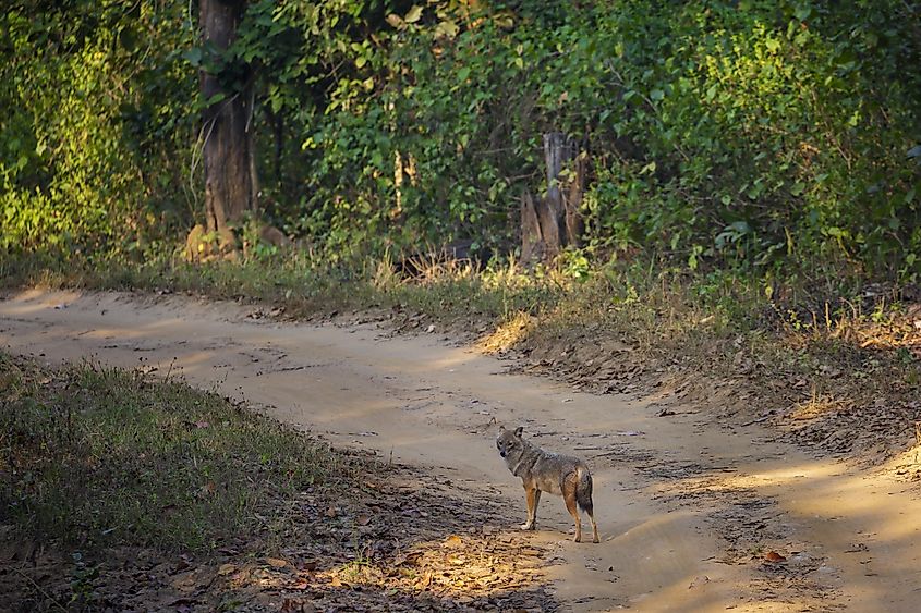 Kanha National Park