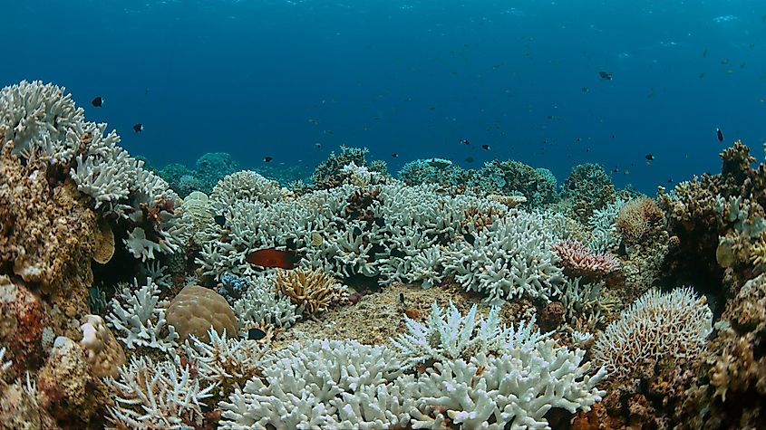 Coral reef bleaching