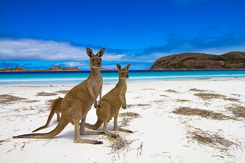 Lucky Bay in Esperance, Western Australia.