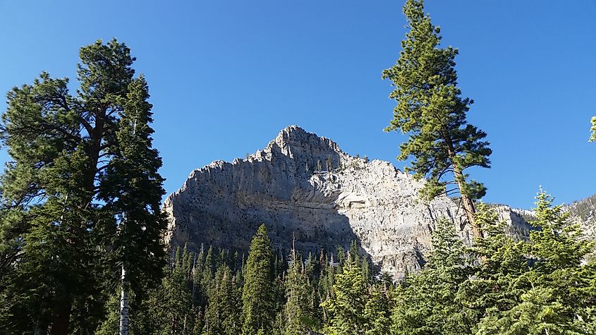 Mount Charleston in Nevada.