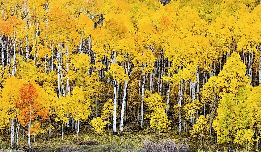 The Fishlake National Forest in Utah has beautiful aspen trees. "Black Coyote Aspen" (title) Autumn only comes once a year.