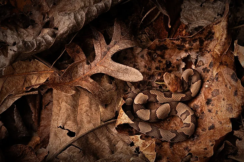 An eastern copperhead on dead leaves
