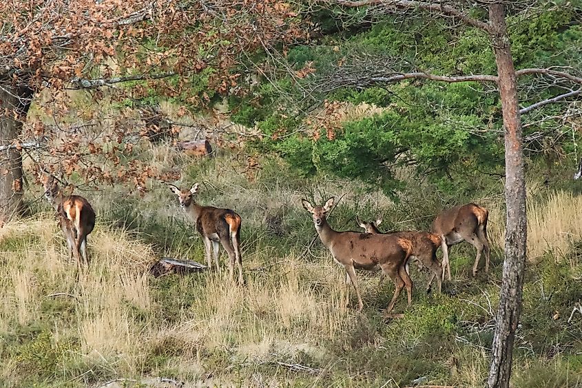 Spain wildlife