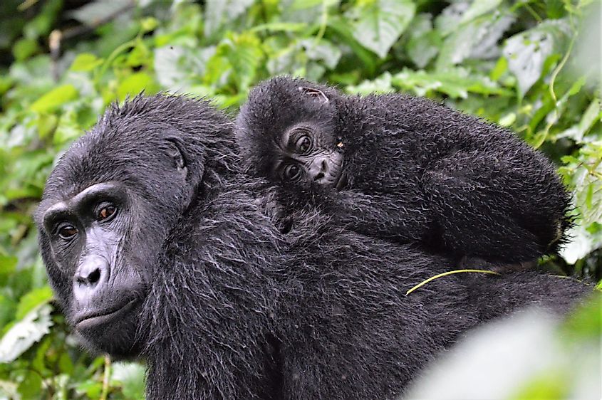 Gorilla Congo Basin