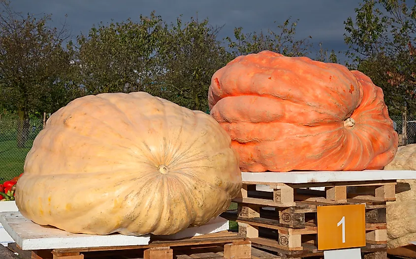 Editorial Photo Credit: Fedor Selivanov via Shutterstock. Giant pumpkin, winner of the pumpkni contest on the autumn market
