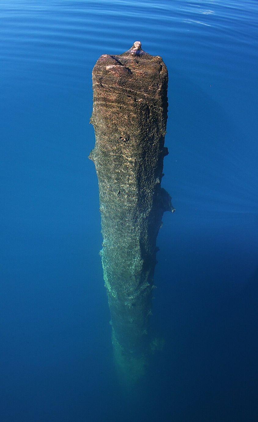 ree (c.3000 years old) submerged in Clear Lake, Linn County, Oregon.