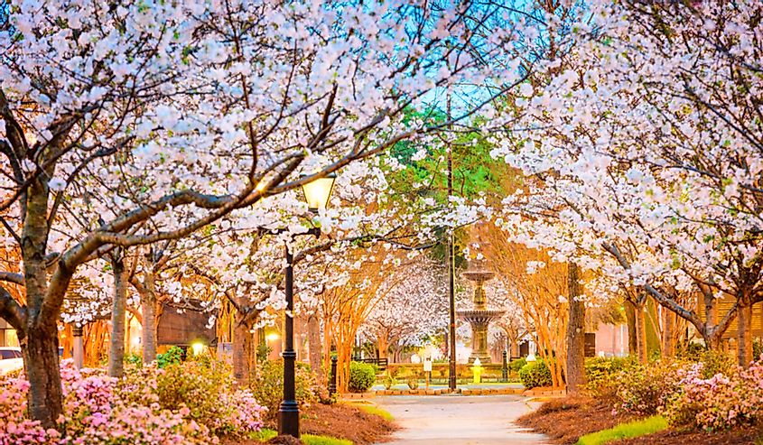 Cherry blossom blooms in Macron, Georgia.