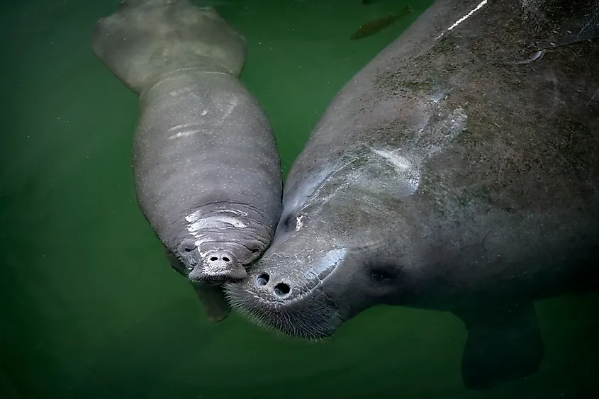 Manatees are aquatic mammals that give birth to live young ones called calves and the females nurse them with their milk.