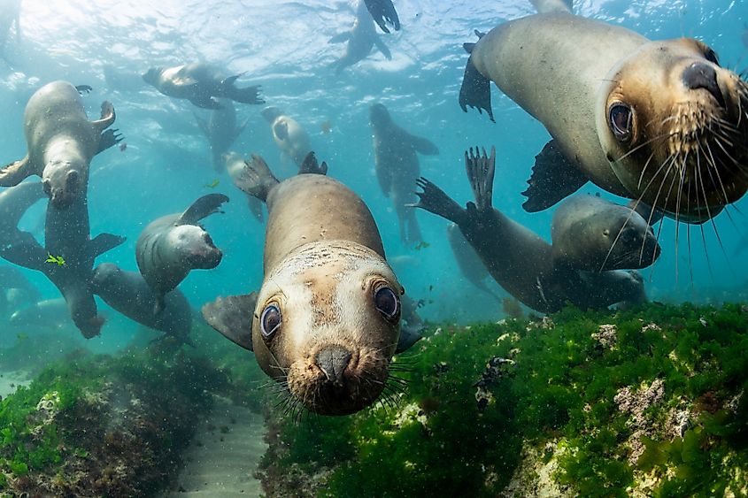 A group of sea lions swims underwater in bright blue water, with two animals close to the camera and green seaweed below.