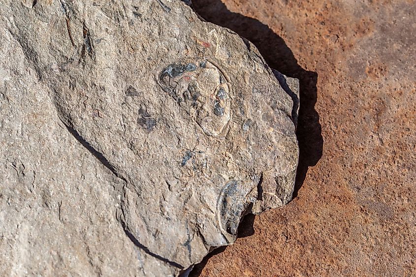 Trilobite Fossil in Shale from Oak Springs Trilobite Site along Highway 93 outside Caliente, Nevada