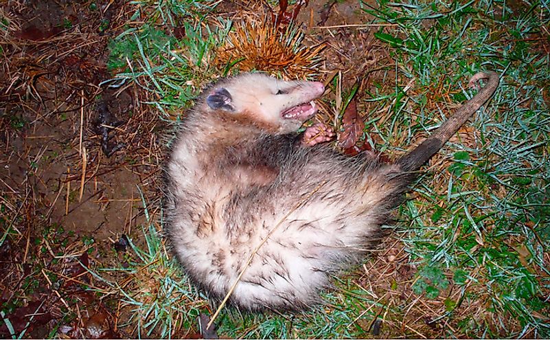 A Virginia opossum feigning death.