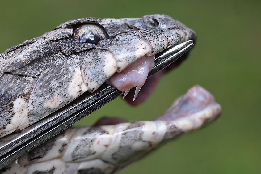 Close up of Australian Common Death Adder fang. Via Shutterstock / Ken Griffiths.