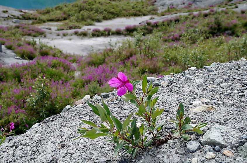 Pink fireweed flowers growing in the rock by the Matanuska Glacier in Alaska