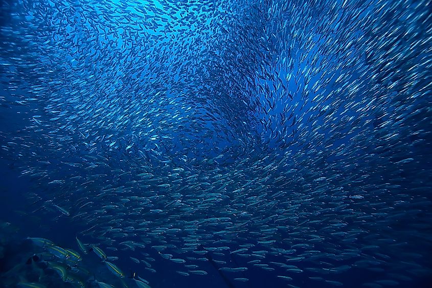 Abundant fish populations are found in areas where currents are loaded with planktons.
