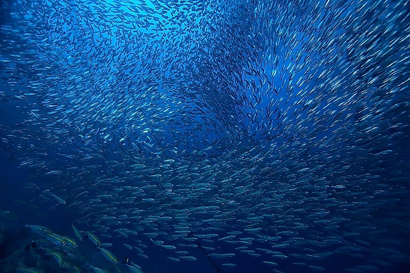 Abundant fish populations are found in areas where currents are loaded with planktons.