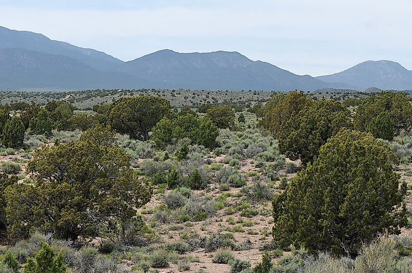 The Great Basin desert.