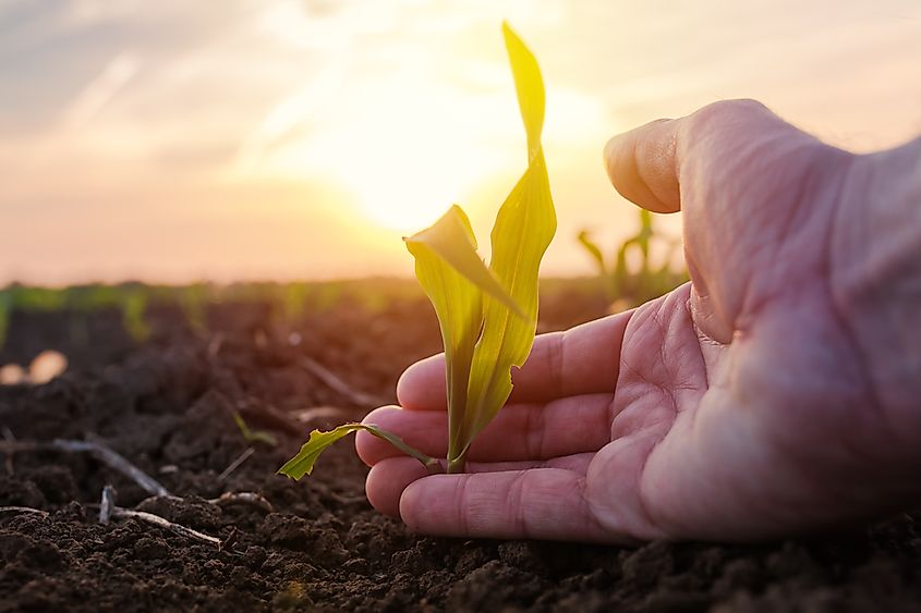 Various types of agriculture also use fertilization and pesticides, which releases phosphorus and nitrate in the air, among other things.