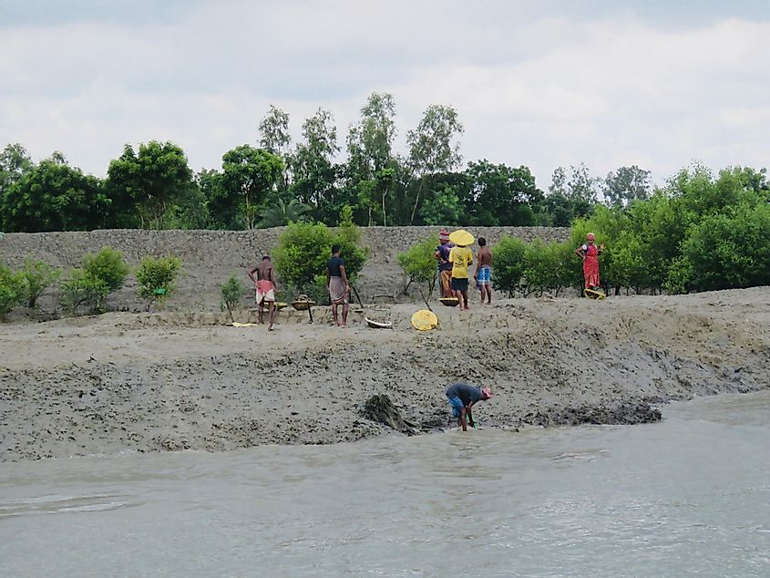 Sundarbans embankment