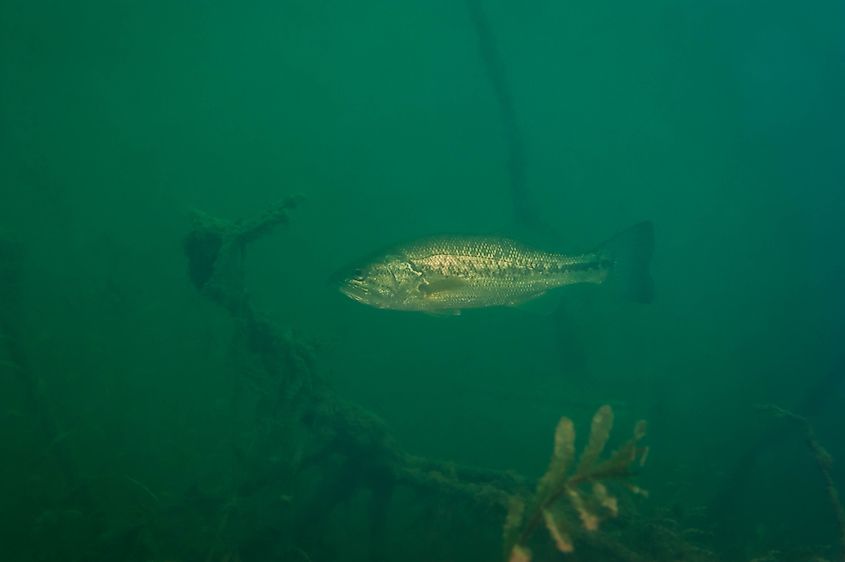 Small mouth bass swimming.