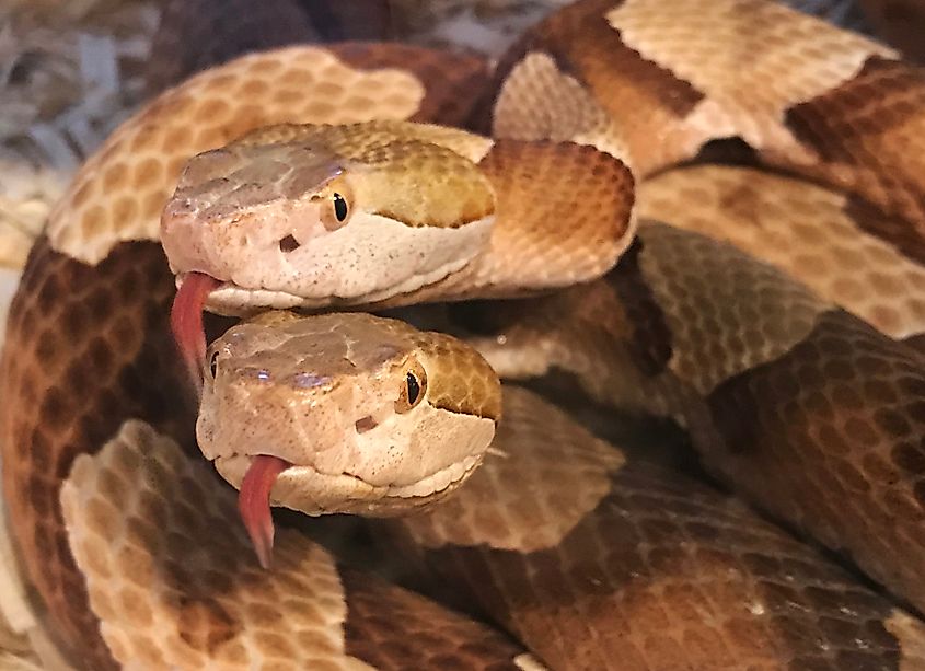 Two venomous Copperhead snakes both with tongues out