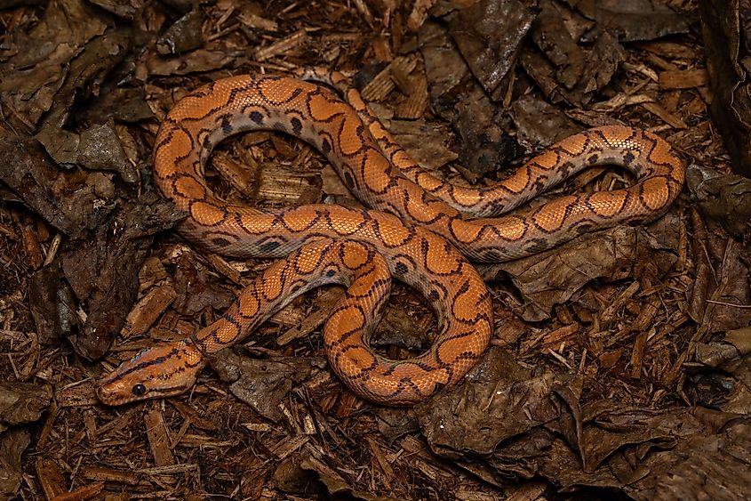 A rainbow boa.