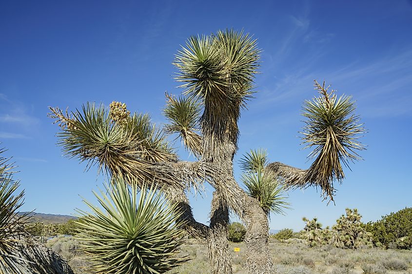 Joshua tree at Arthur B. Ripley Desert Woodland State Park. Credit: Lit Leong / Shutterstock