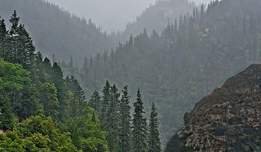 Fog and clouds cover mountain side, Quincy, California