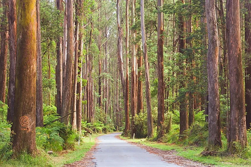 Road and mountain ash trees.