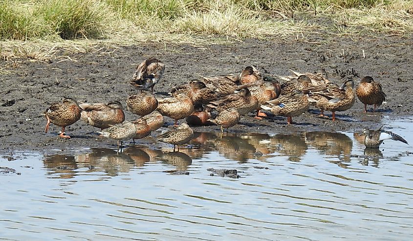 A group of mallard ducks relaxing on the shores of a saltmarsh in the Bombay Hook National Wildlife Refuge, Kent County, Smyrna, Delaware.
