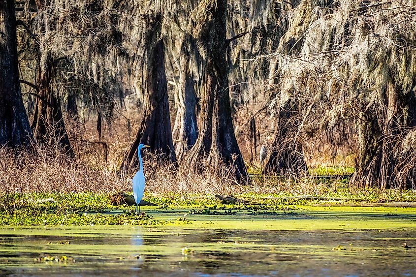 Great egret in Abbeville, Louisiana, swamp.