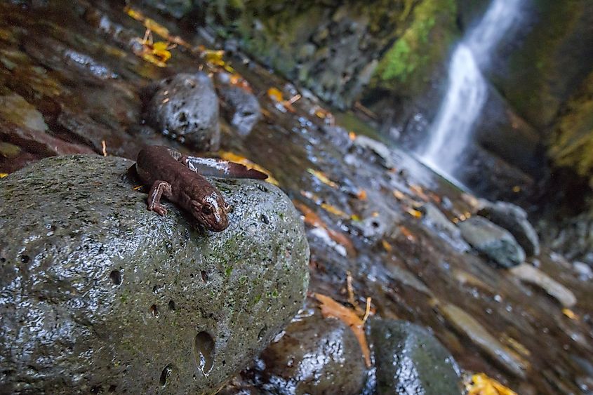 salamander in oneonta gorge