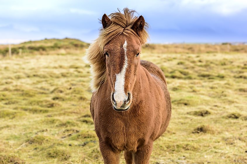 What Animals Live in Iceland? - WorldAtlas What Animals Live in Iceland? - WorldAtlas