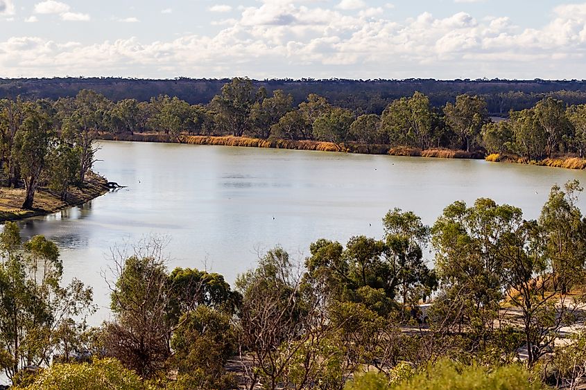 River Murray curving past red cliffs and gum trees as seen from the Holder Bend lookout near Waikerie in the Riverland of South Australia