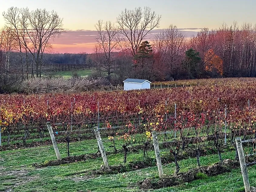 Vineyard in Geneva-on-the-Lake, Ohio.