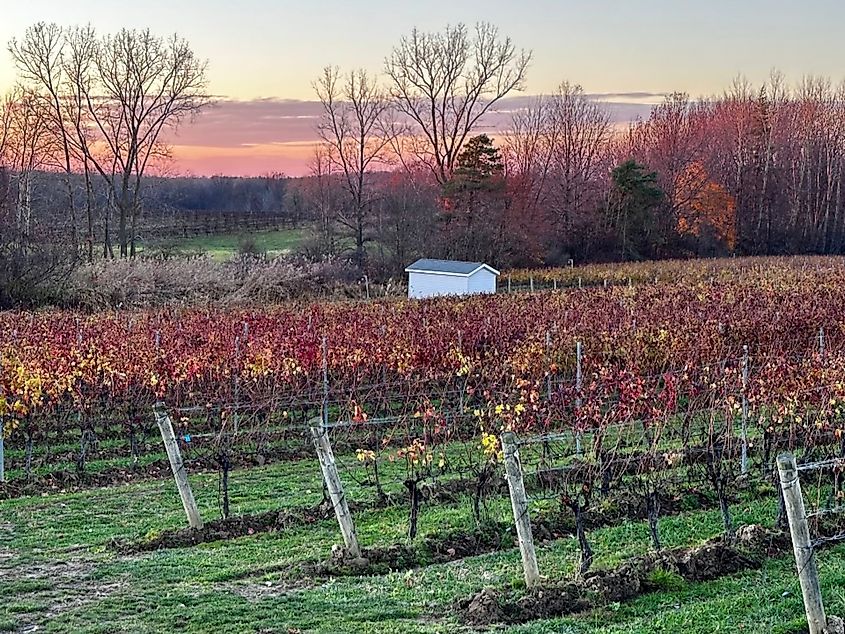 Vineyard and sunsets in Autumn in Geneva-on-the-Lake, Ohio