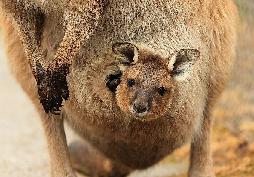 Are Marsupials Mammals? - WorldAtlas