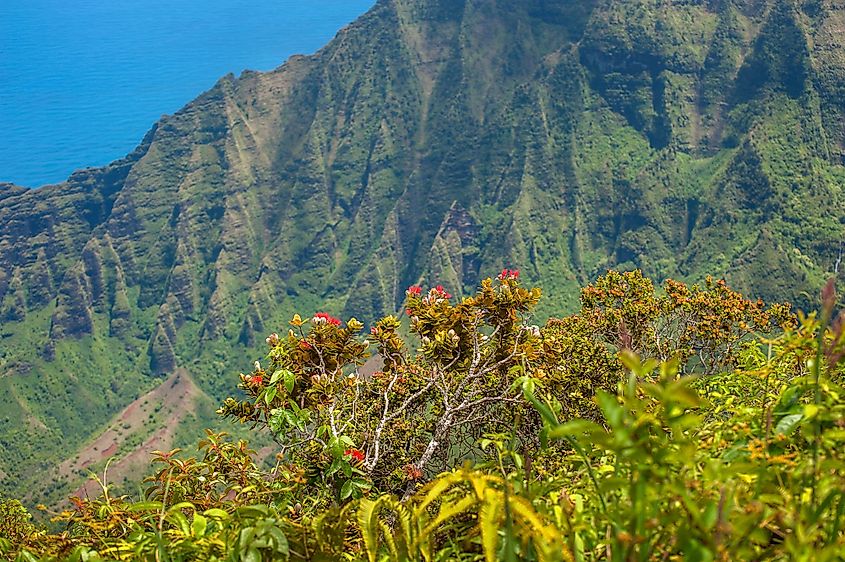 Flowers in the Kalalau Valley