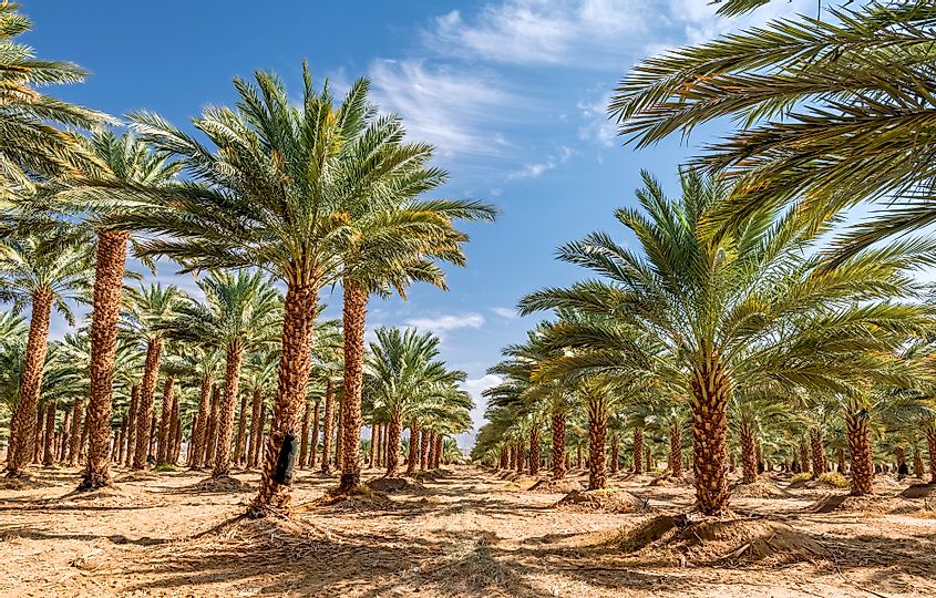 date palms in dubai