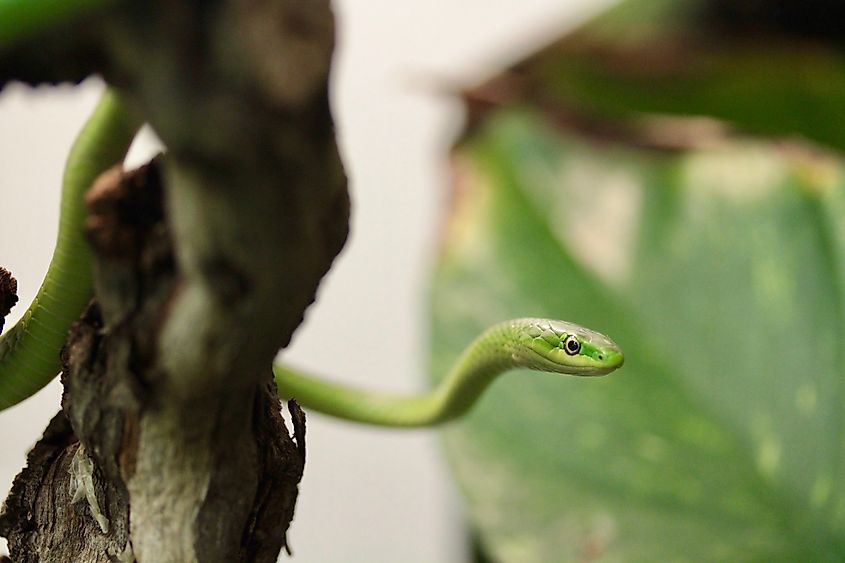 The smooth green snake.