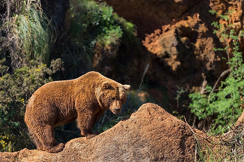 Animals Native to Spain - WorldAtlas Animals Native to Spain - WorldAtlas
