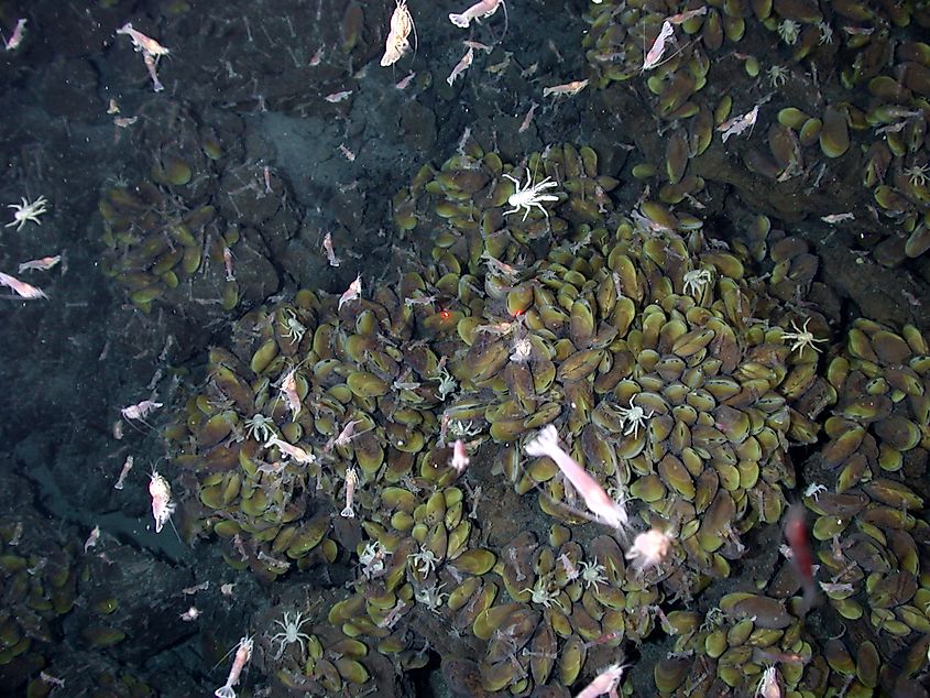 Swimming shrimp, a few squat lobsters, and hundreds of vent mussels.
