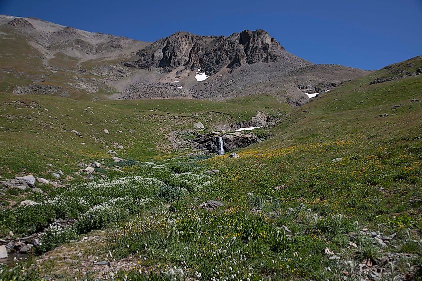 A wildflower meadow in American Basin. Photo credit: Brendan Cane