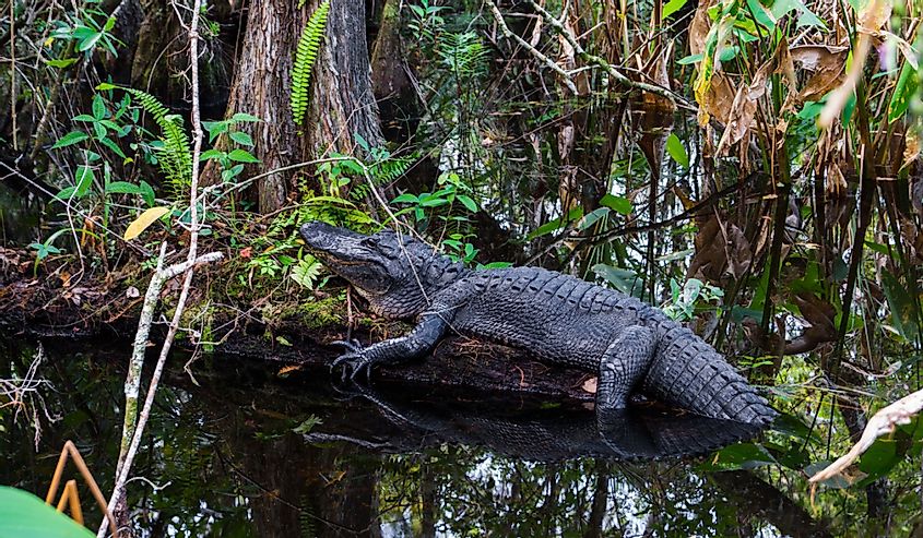 Alligator at Everglades National Park, Florida