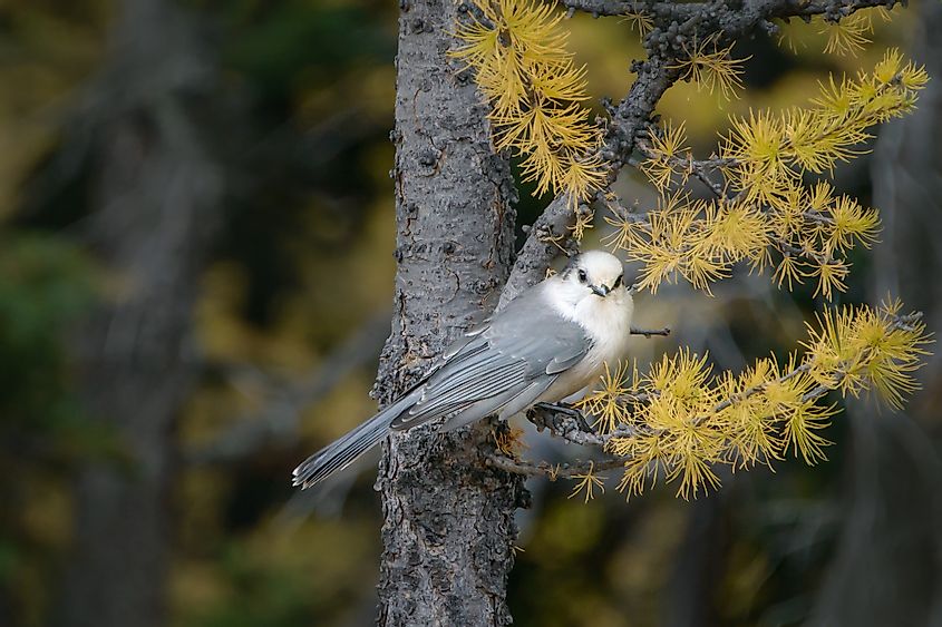 Grey jay Bird in the Valley of the Ten Peaks, Banff National Park,Canadian Rockies