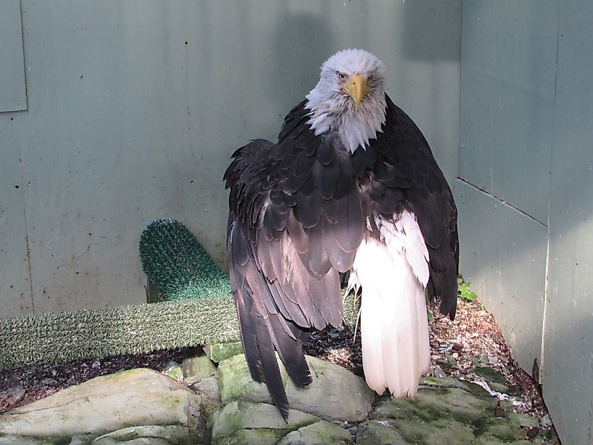 Lady Baltimore, a bald eagle in Alaska who survived a poaching attempt, in her Juneau Raptor Center mews
