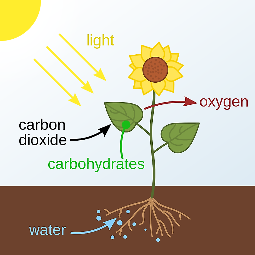 Photosynthesis 