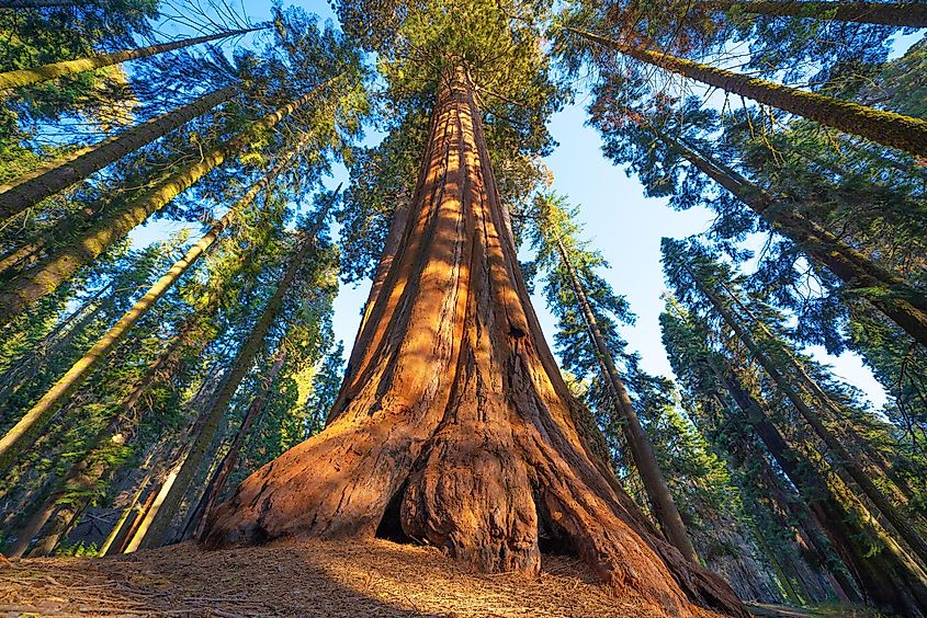 Giant sequoia trees at sunset in Sequoia National Park.
