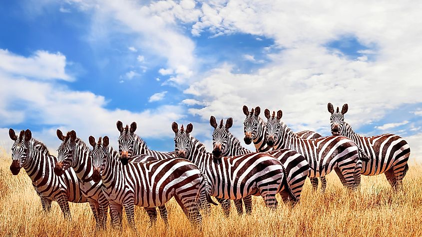 zebras in africa